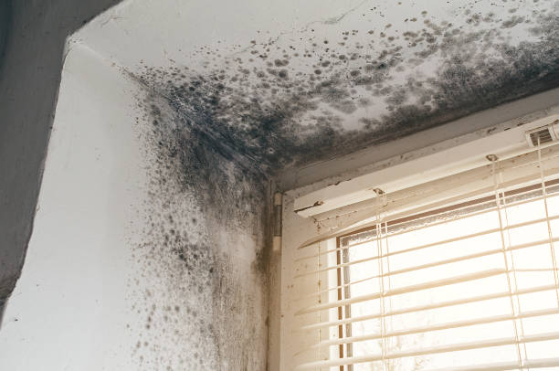 Affordable Mold Removal solutions in Neptune, NJ